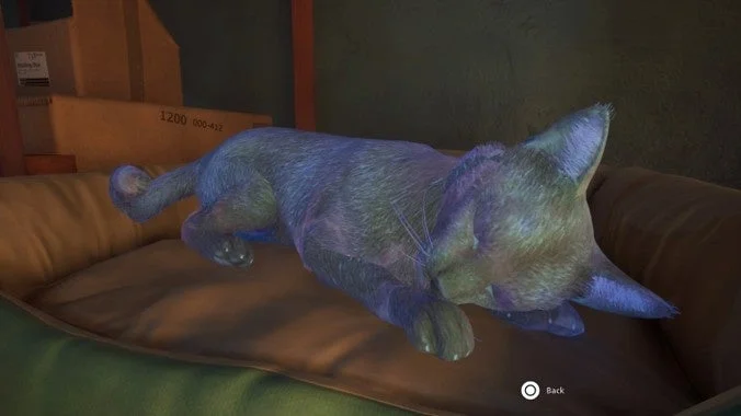 猫が寝ている画像