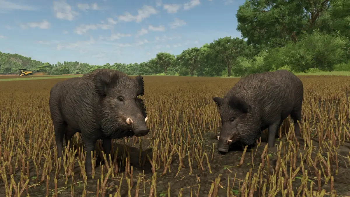 収穫後の畑に2頭のイノシシが立っている風景です。遠くにはコンバインが見え、背景には木々と青空が広がっています。自然と農業が共存するような田園風景を描いています。