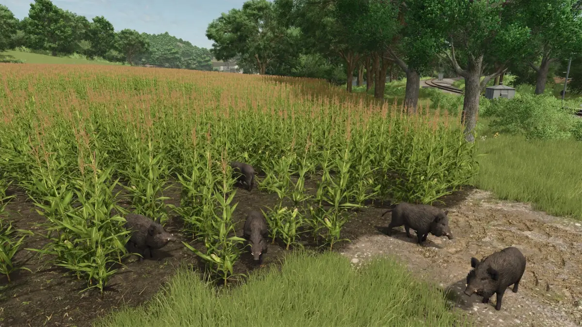 青々としたトウモロコシ畑に数頭のイノシシが入り込み、作物を荒らしている様子を捉えた画像です。背景には豊かな森と鉄道が広がり、自然豊かな田園風景の中で、野生動物による農作物被害の問題を示唆しています。