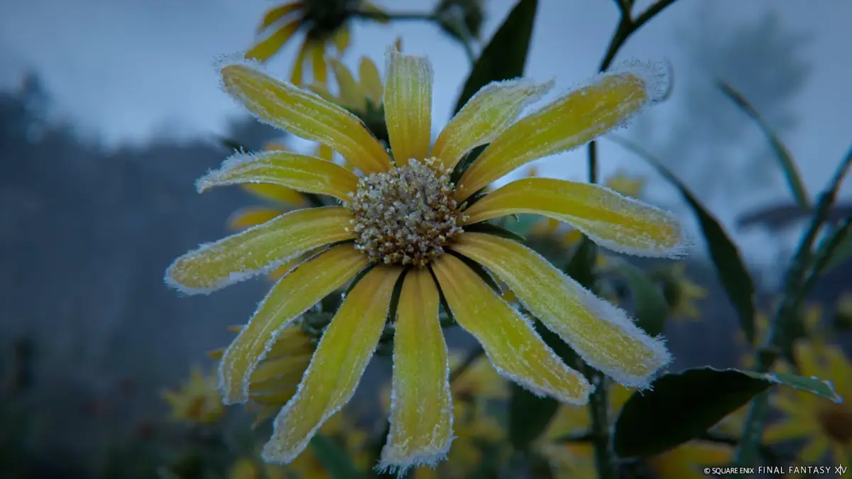 霜が付いた黄色い花がクローズアップで捉えられています。花びらの縁には白い霜がびっしりと付き、冷え込んだ朝の情景を思わせます。背景はぼかされており、花が際立つ構図です。