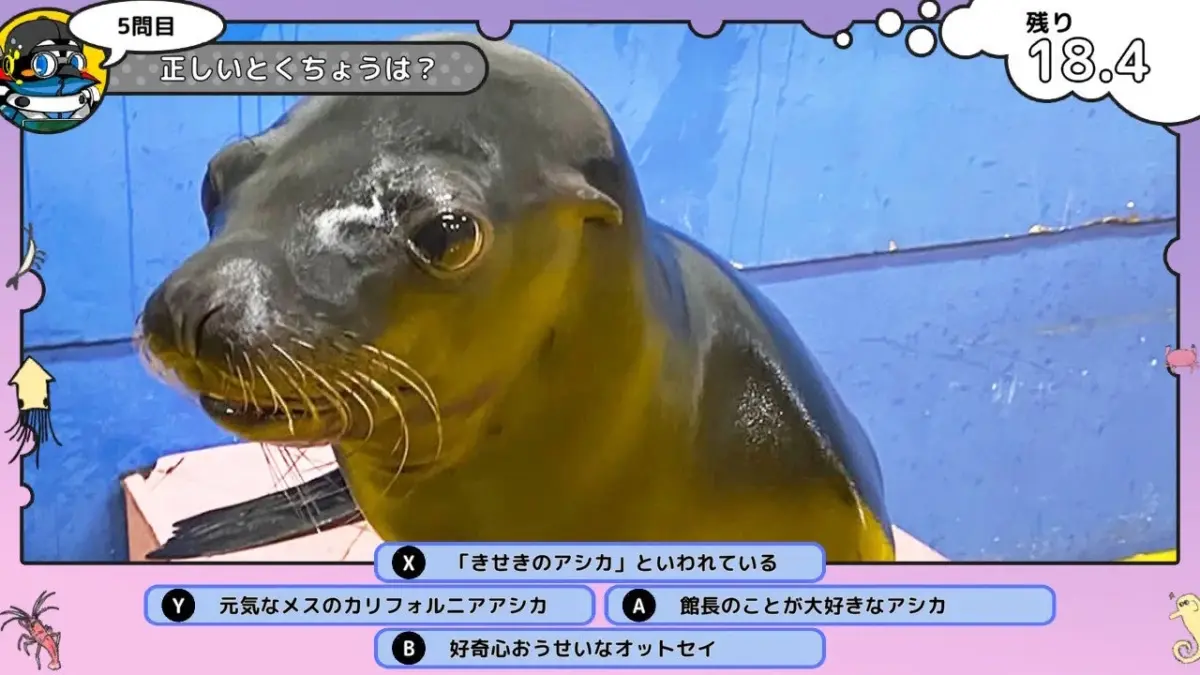 アシカに関するクイズ